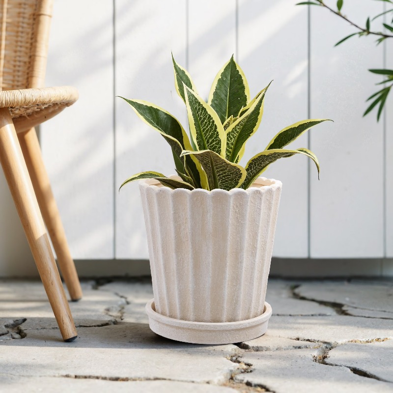 8 Inch Shell Planter Cream Cer - Aloe Vera Pot 评论和价格