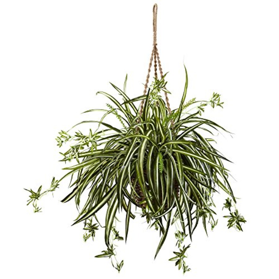 Spider Plant Hanging Basket fo - Spider Plant Hanging 评论和价格