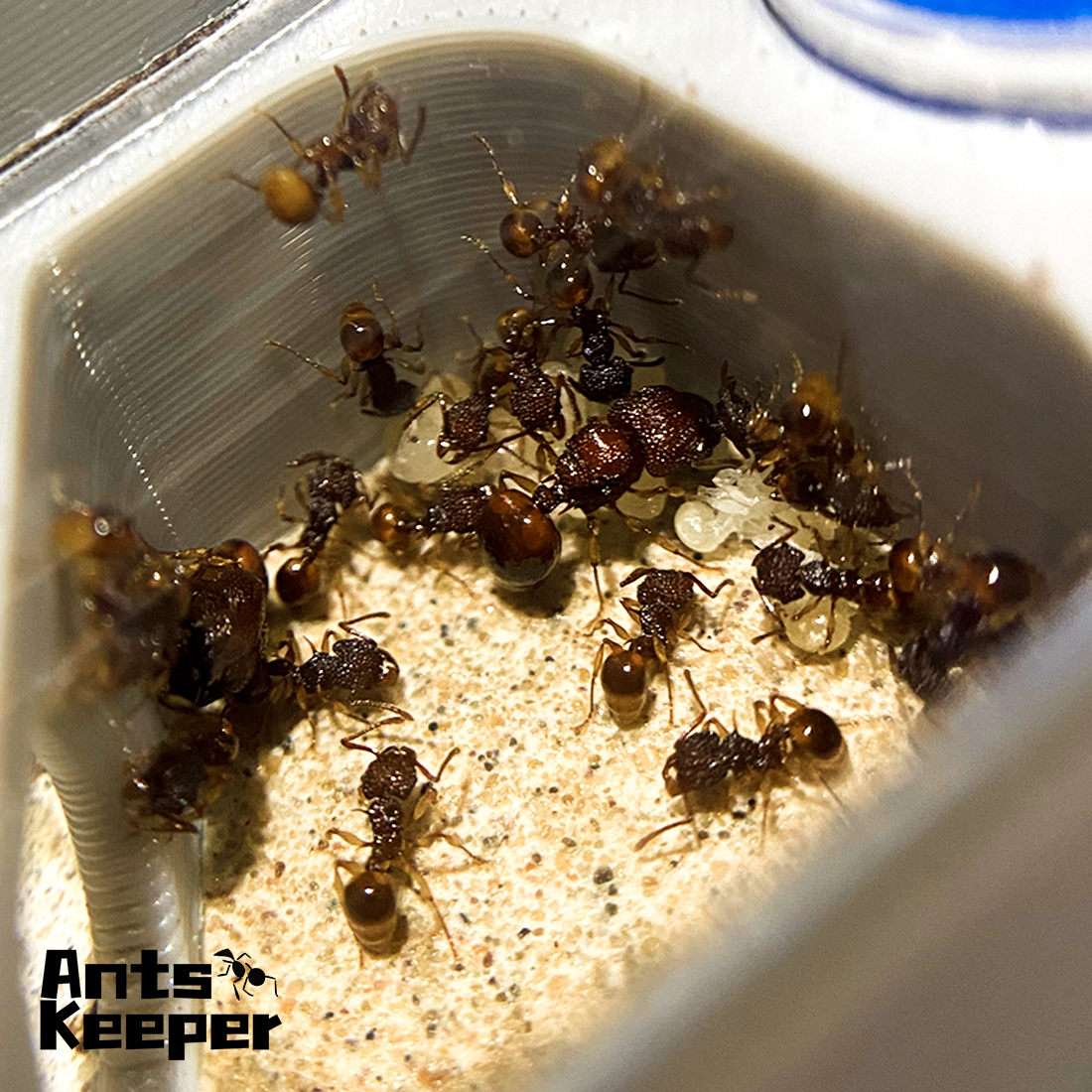 【Basic Farm】Ants Farm with Wat - Begonia Rex 评论和价格