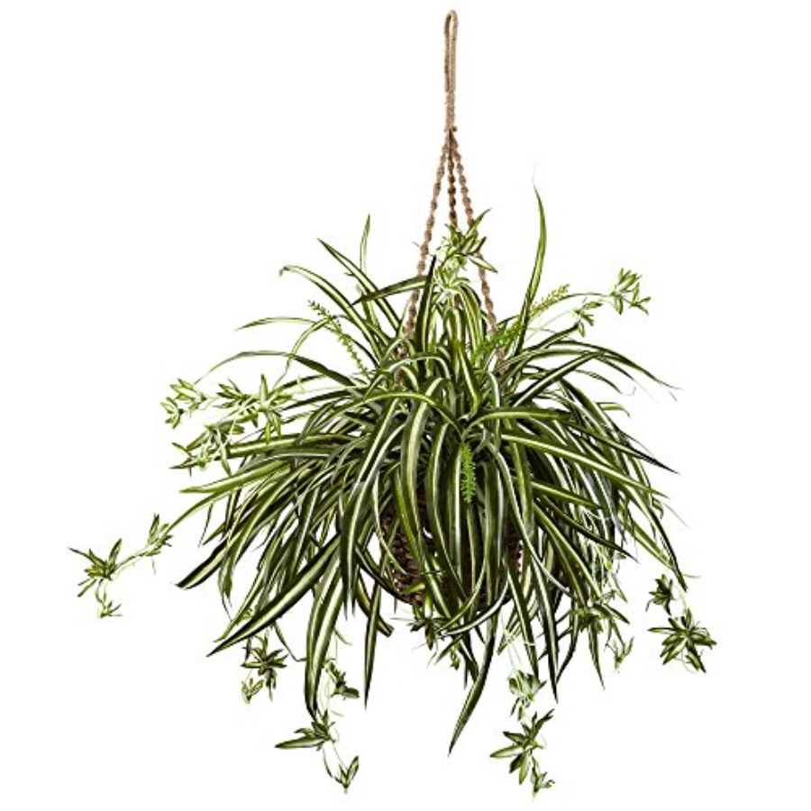 Spider Plant Hanging Basket - Spider Plant Hanging 评论和价格