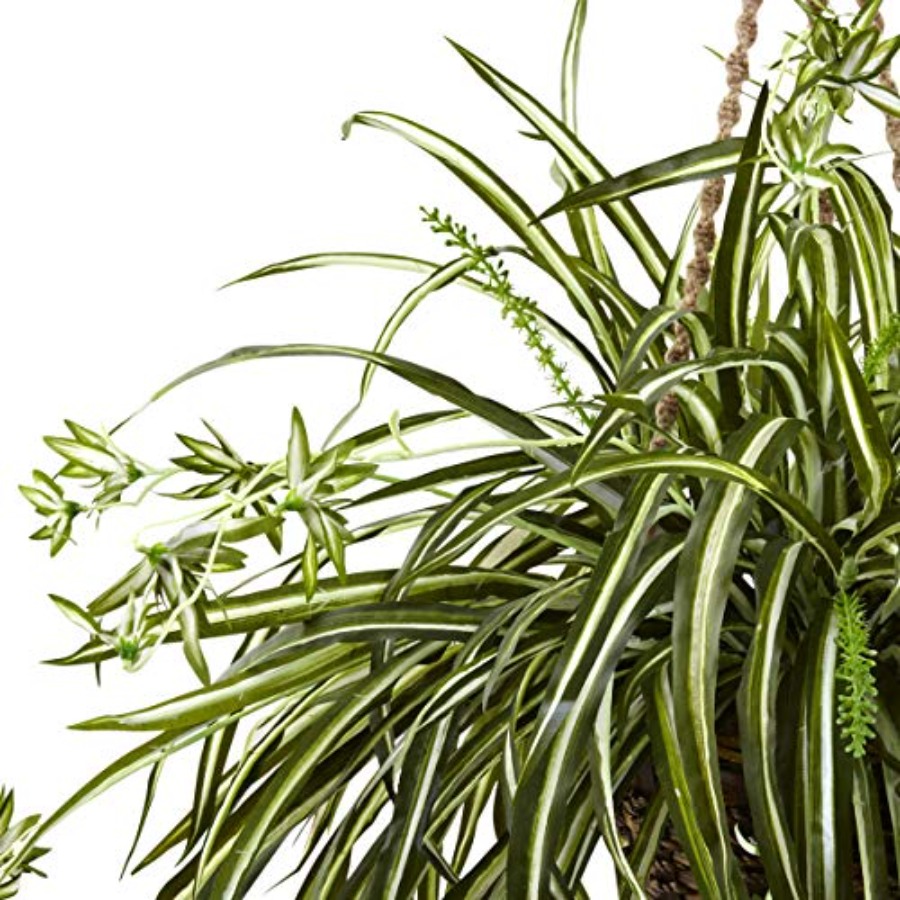 Spider Plant Hanging Basket - Spider Plant Hanging 评论和价格