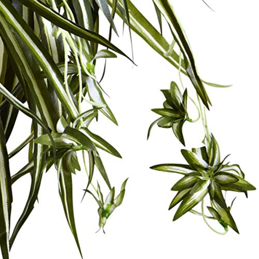 Spider Plant Hanging Basket - Spider Plant Hanging 评论和价格