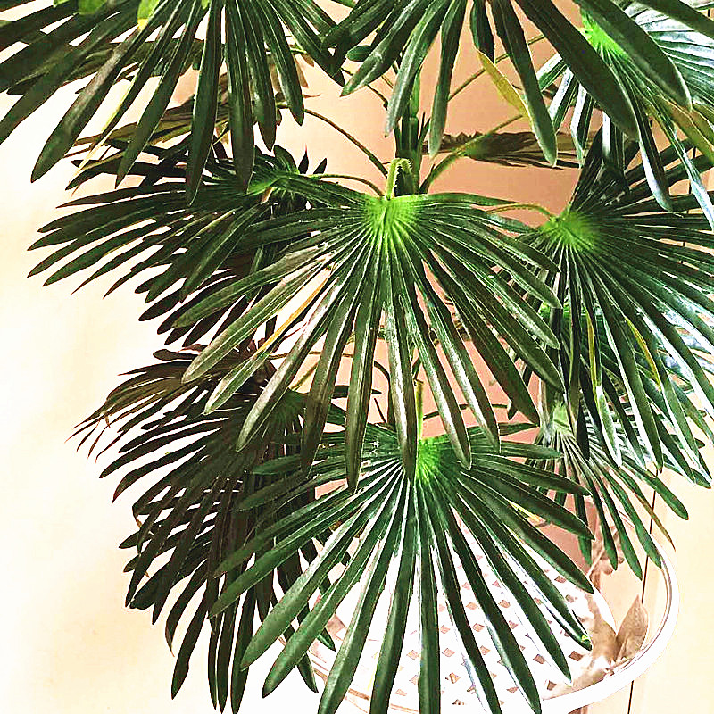 68-95CM Large Artificial Tropi - Dracaena Marginata 评论和价格
