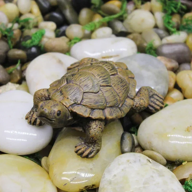 Simulation of Small Turtle Res - Echeveria Succulent 评论和价格