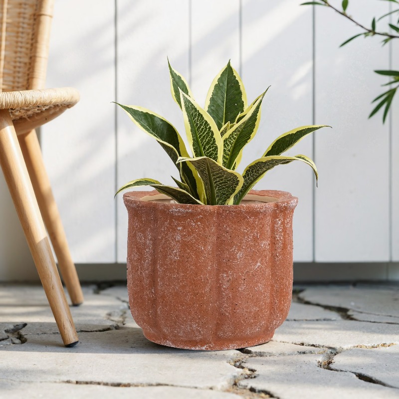8in Terracotta Flower Planter  - Aloe Vera Pot 评论和价格
