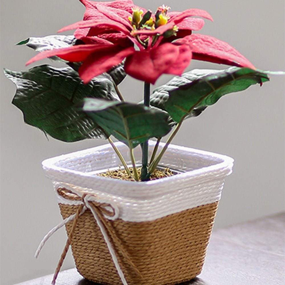 Paper Rope Braided Braided Flo - Aloe Vera Pot 评论和价格