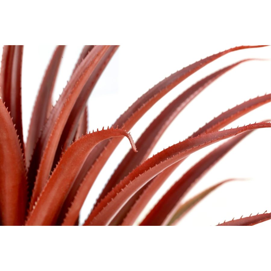 Hyper Realistic Big Red Artifi - Aloe Vera Pot 评论和价格