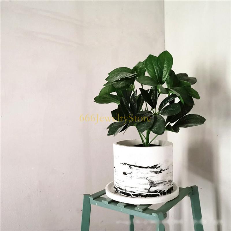 F2TD Large Round Concrete Flow - Echeveria Succulent 评论和价格