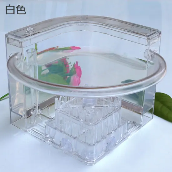 Ant Workshop Roller Coaster Ec - Begonia Rex 评论和价格