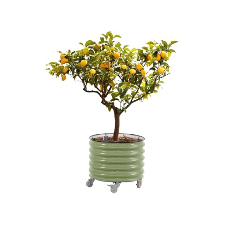 Self-Watering Rolling Metal Ci - Aloe Vera Pot 评论和价格